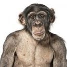 just ape