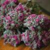 Purple Kush